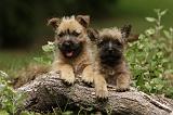 CAIRN TERRIER 395